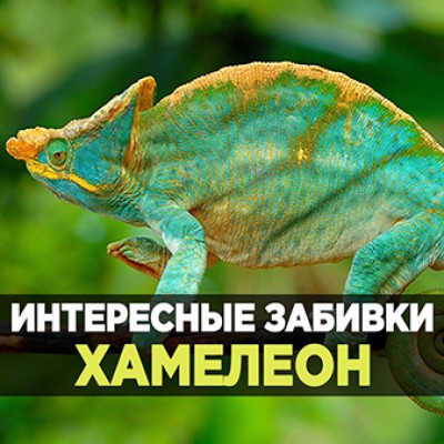 Интересные забивки - Хамелеон