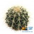 Табак для кальяна Adalya Cactus (Адалия Кактус) 50г Акцизный